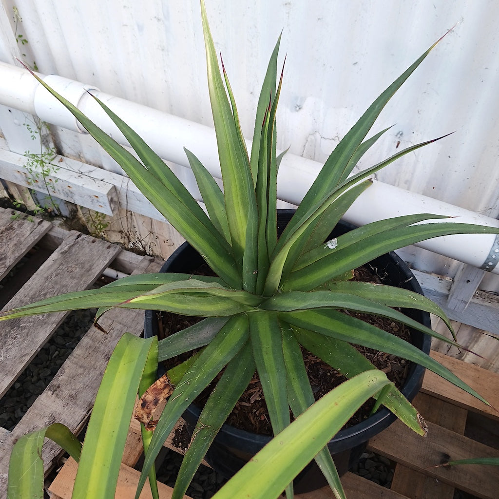 Agave bracteosa 'mateo' in 10ga pot