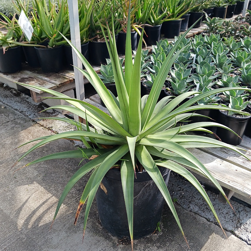 Agave bracteosa "Mateo" - 15ga