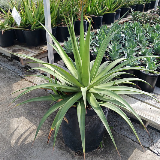 Agave bracteosa "Mateo" - 15ga