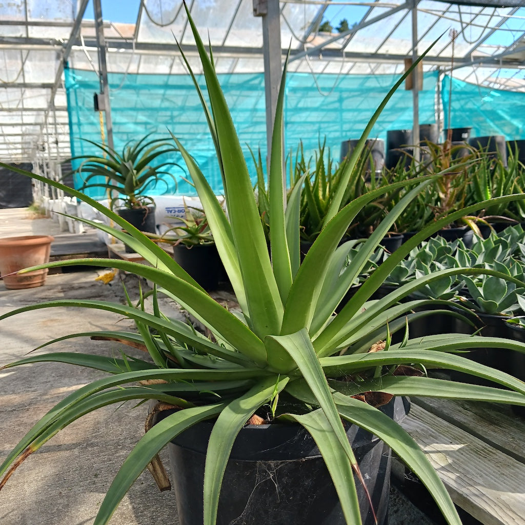 Agave bracteosa "Mateo" - 15ga