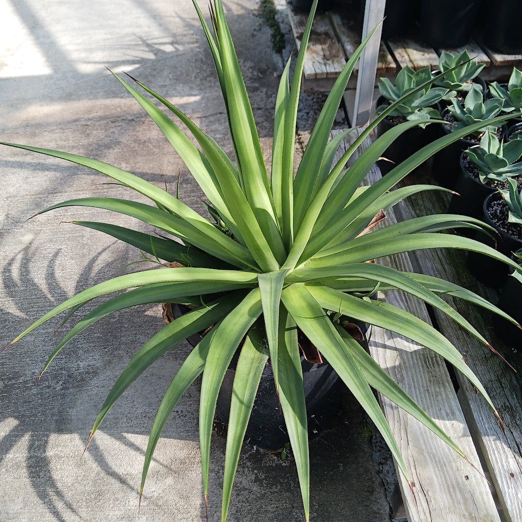 Agave bracteosa "Mateo" - 15ga