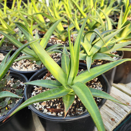 Agave bracteosa "Mateo"