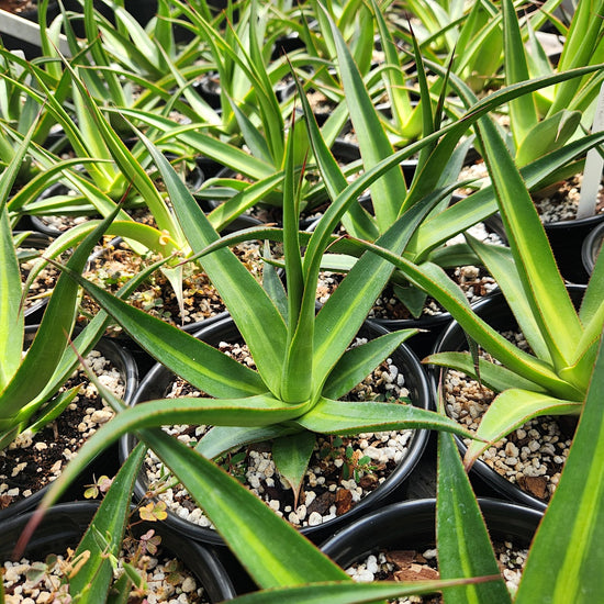 Agave bracteosa 