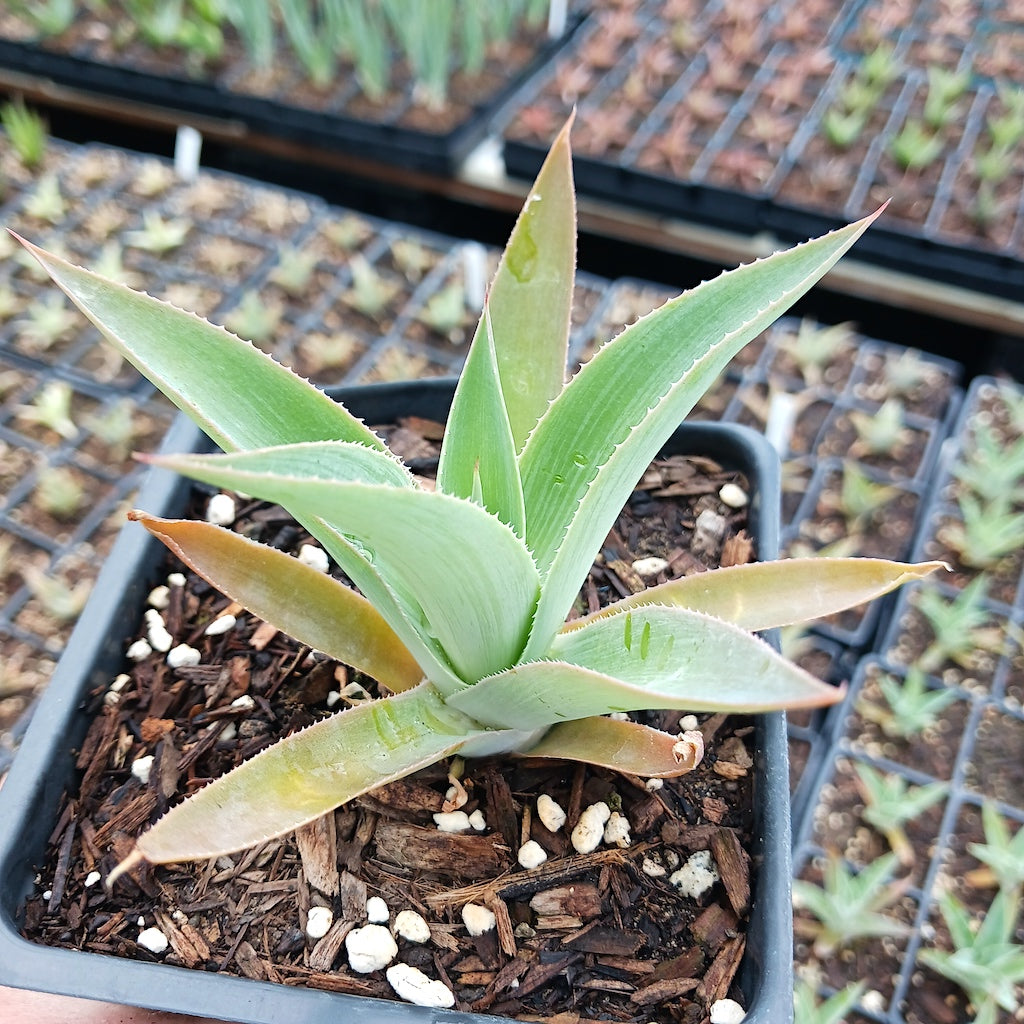 Agave celsii albicans x attenuata "Blue Haze"