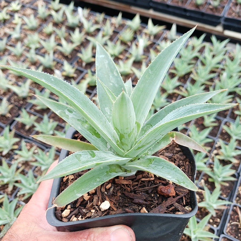 Agave celsii albicans x attenuata "Blue Haze"