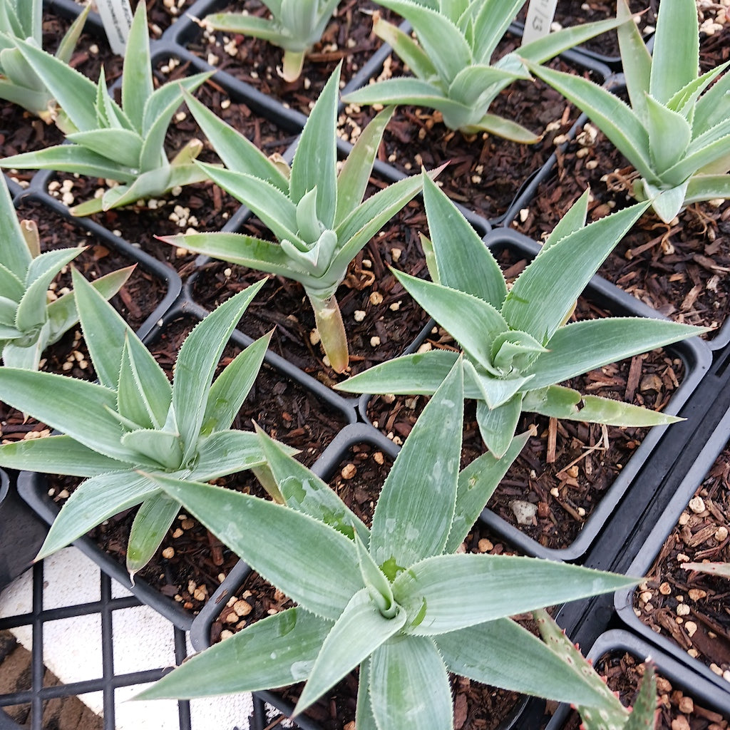 Agave celsii albicans x attenuata "Blue Haze"
