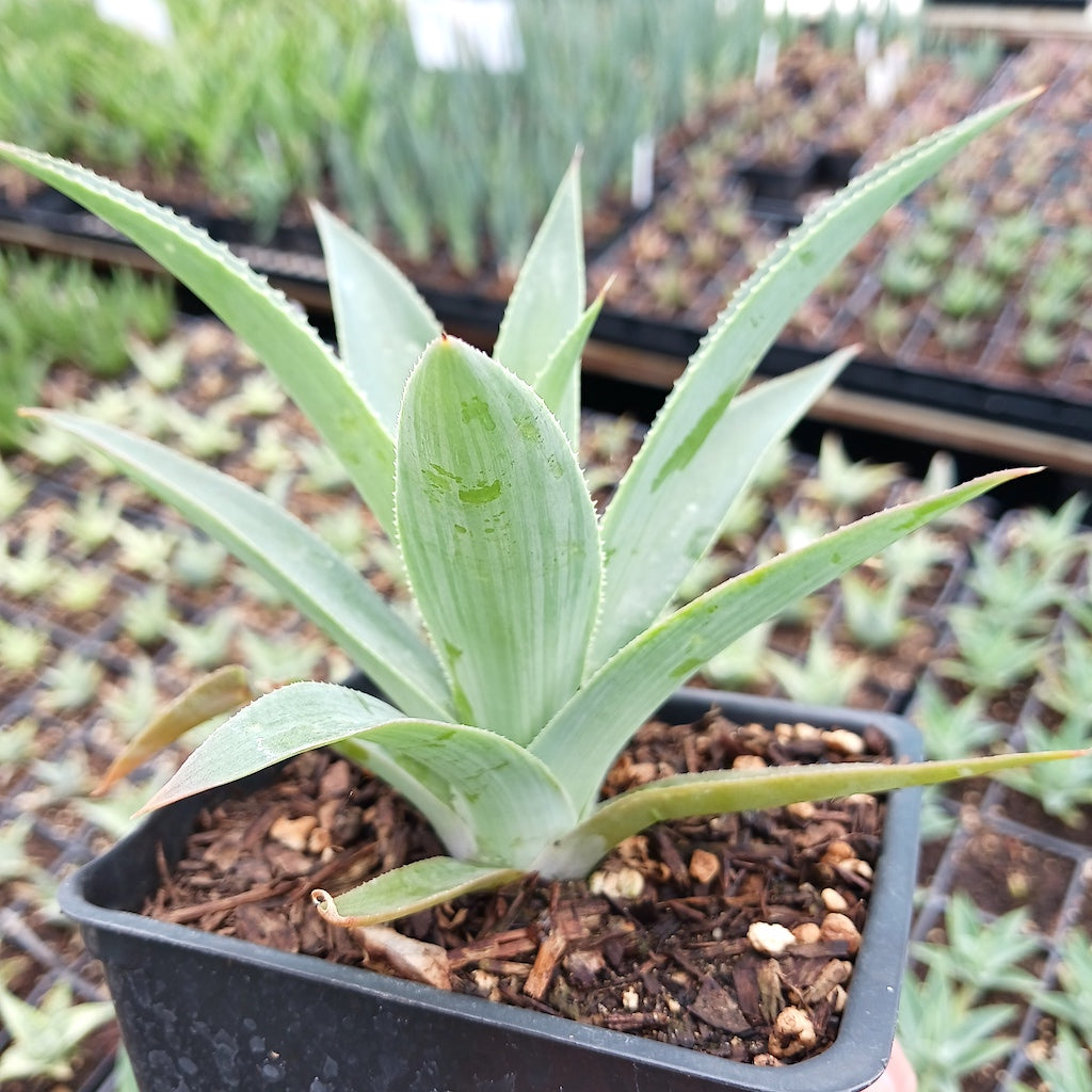 Agave celsii albicans x attenuata "Blue Haze"