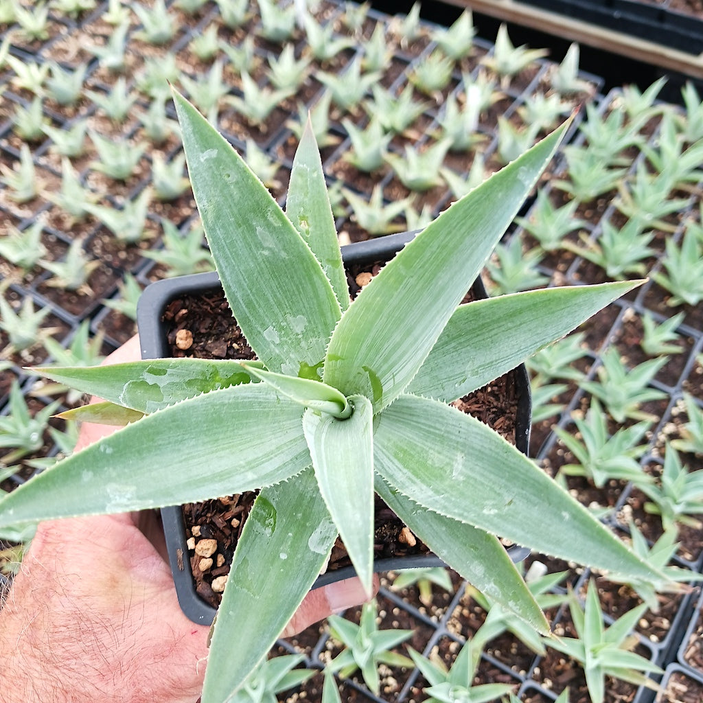 Agave celsii albicans x attenuata "Blue Haze"