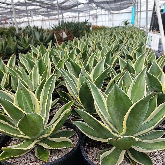 Agave celsii 
