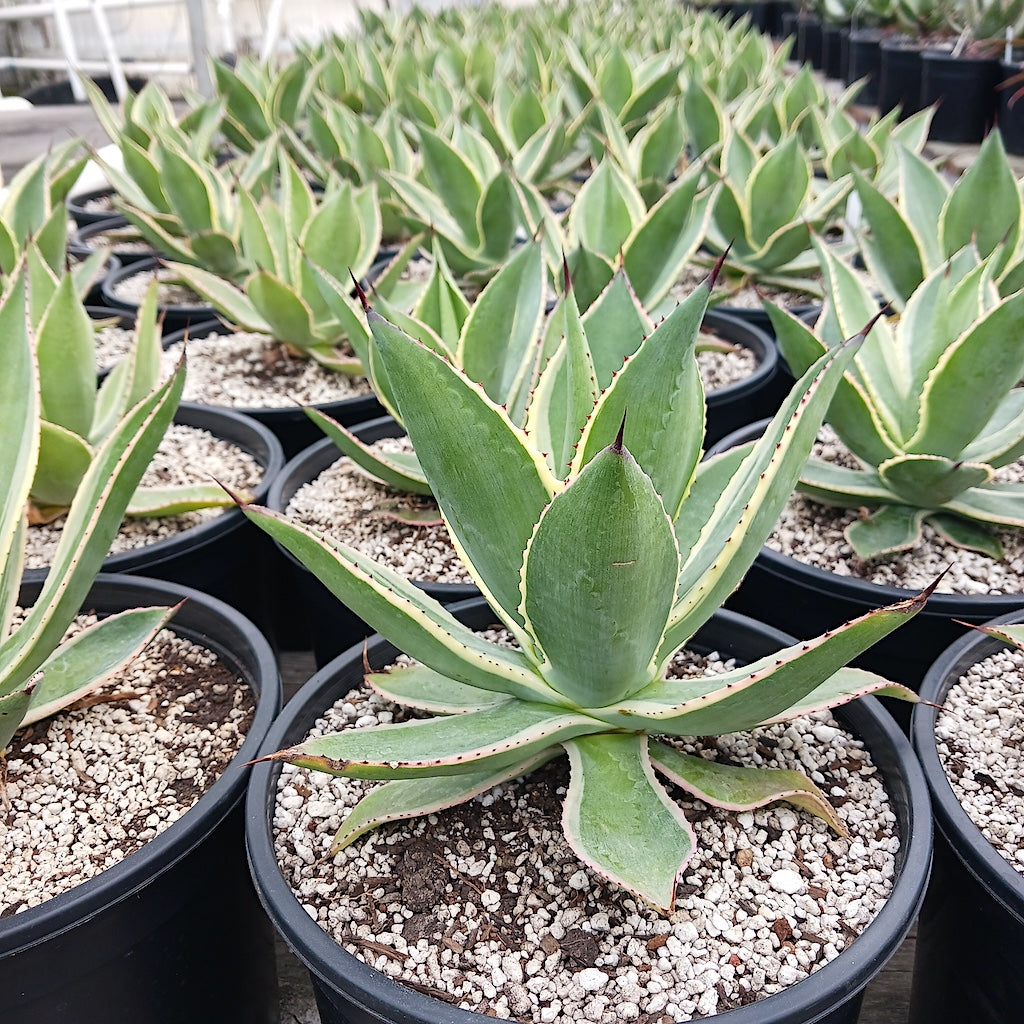 Agave celsii "Multicolor" - 3ga