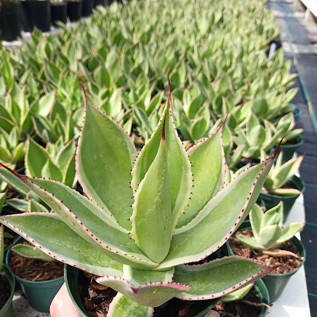 Agave celsii "Multicolor"