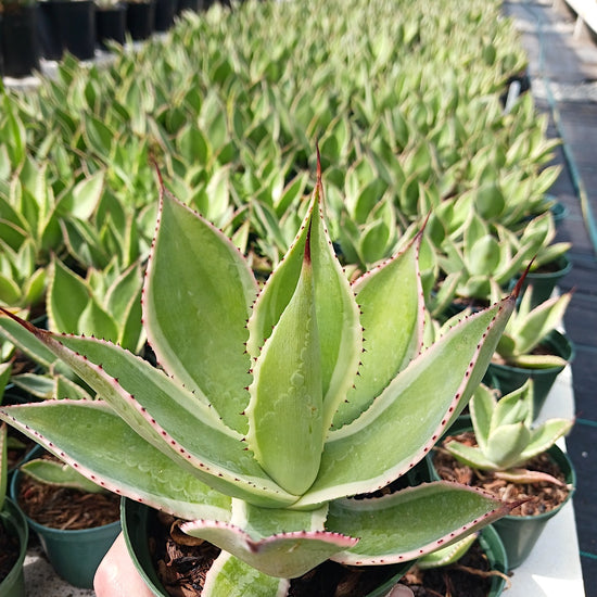 Agave celsii 