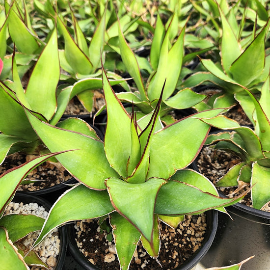 Agave chazaroi