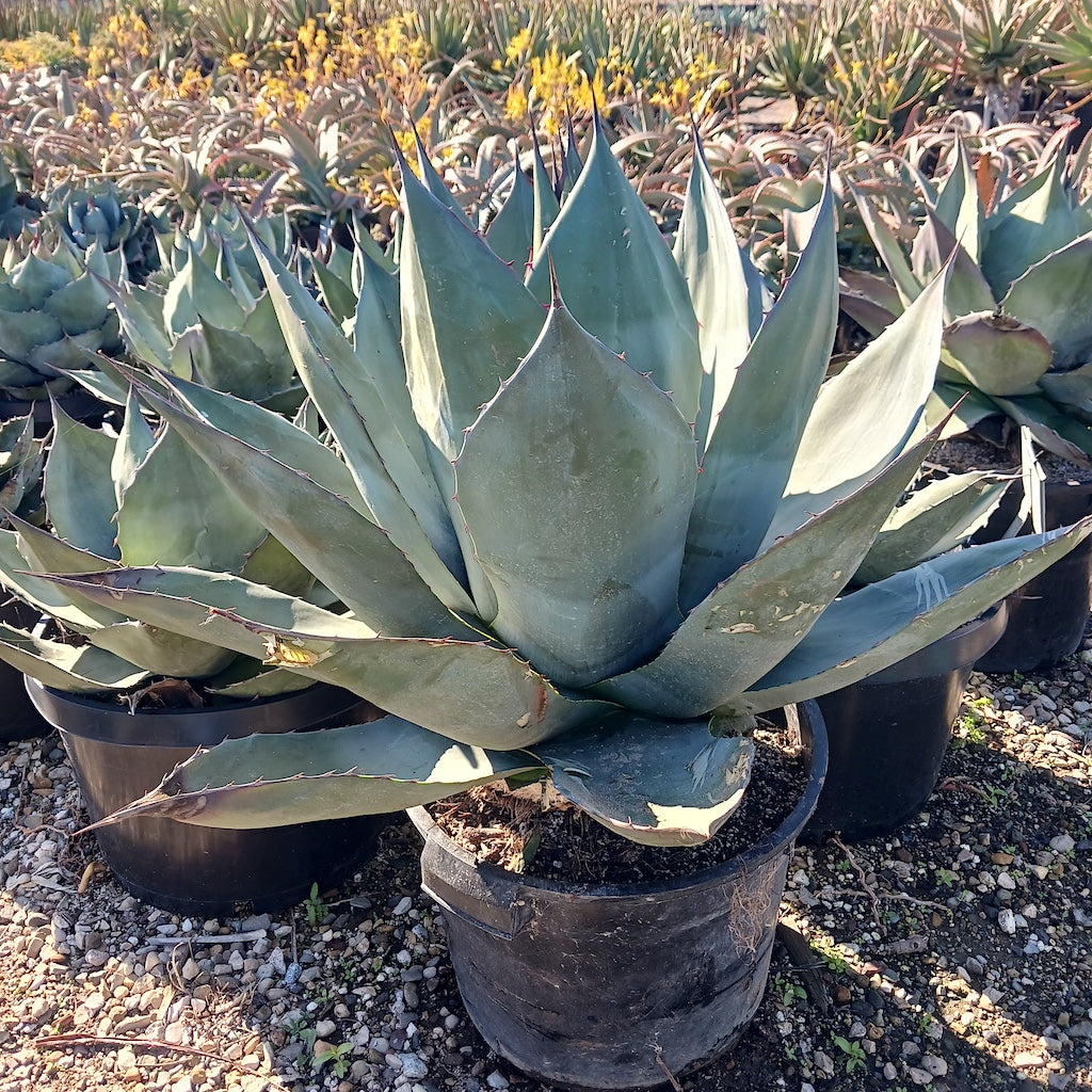 Agave "Chunky Monkey"