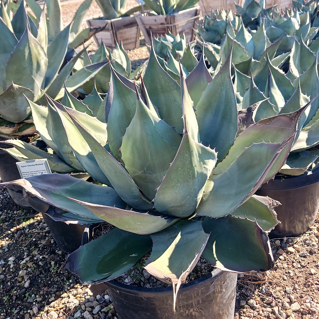 Agave "Chunky Monkey"