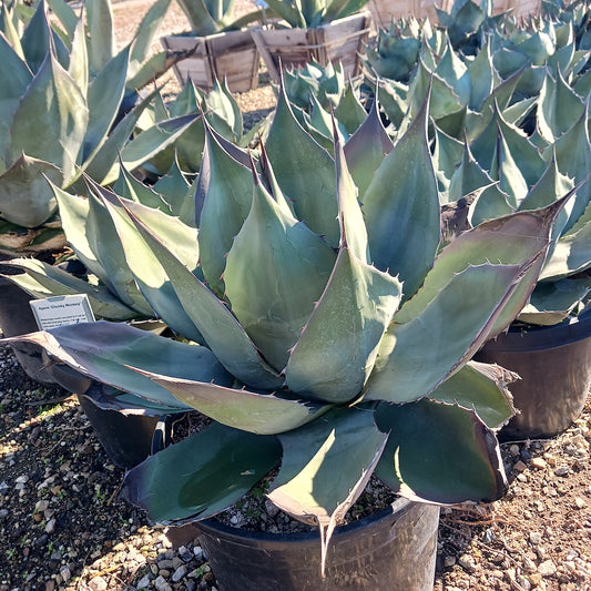 Agave "Chunky Monkey"