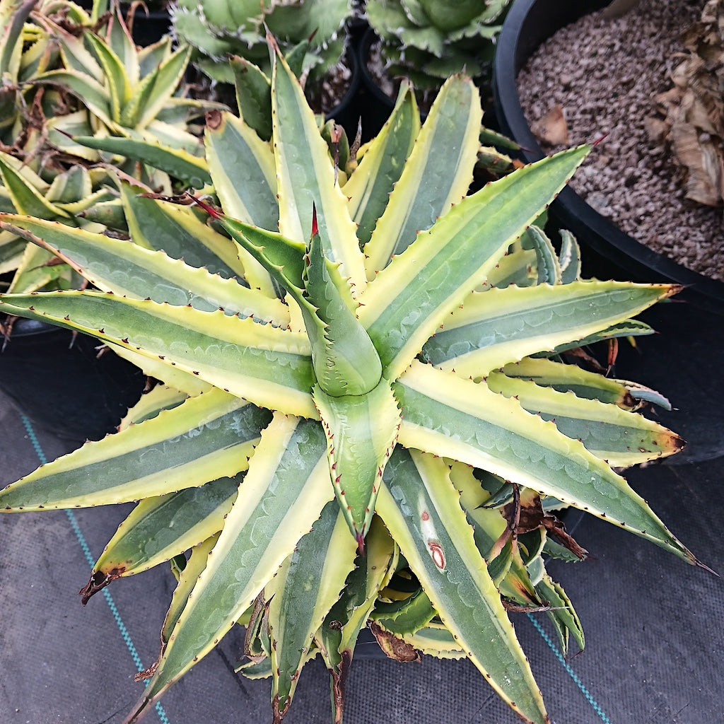 アガベ　コーネリウス Agave 'Cornelius' at San Marcos Growers