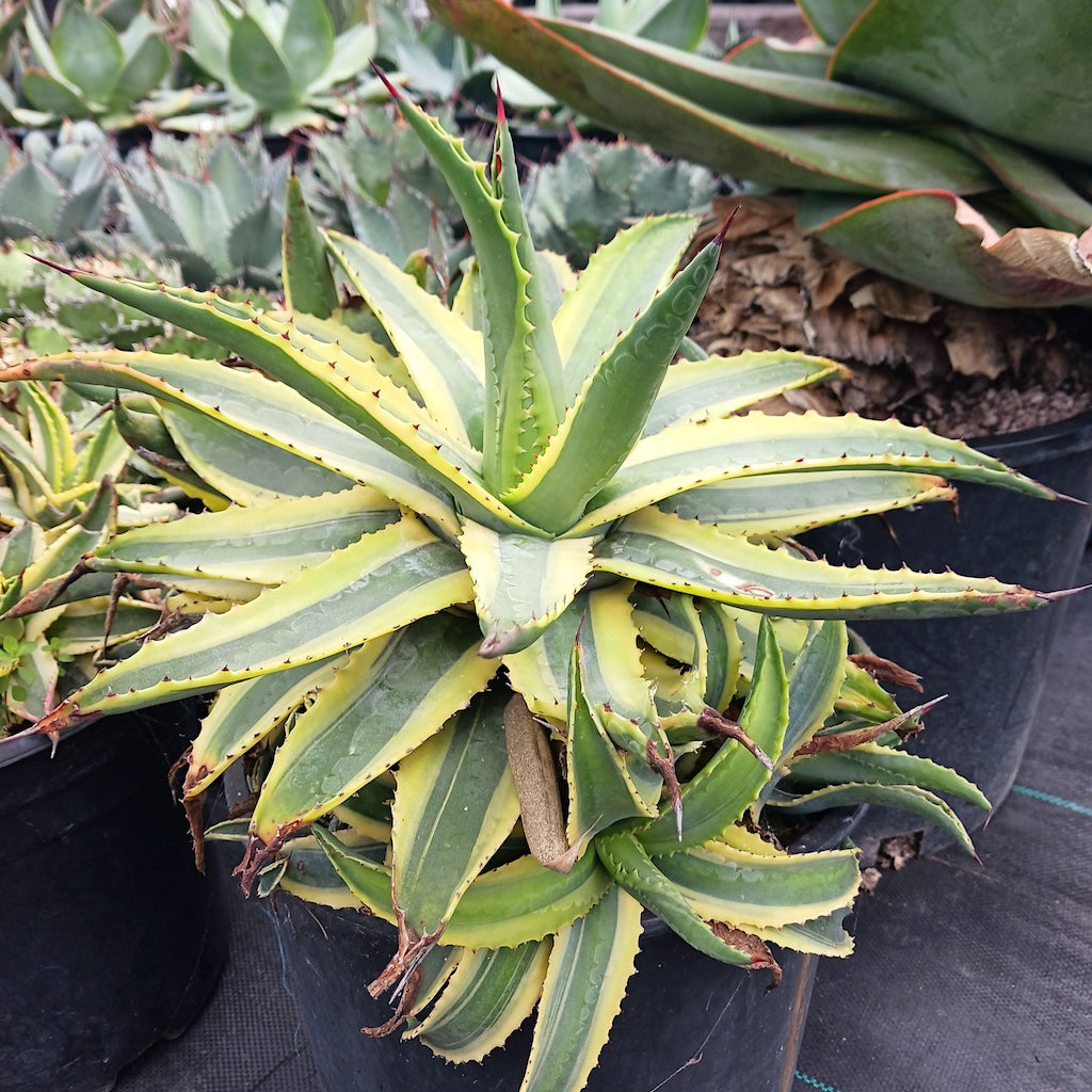 Agave cornelius