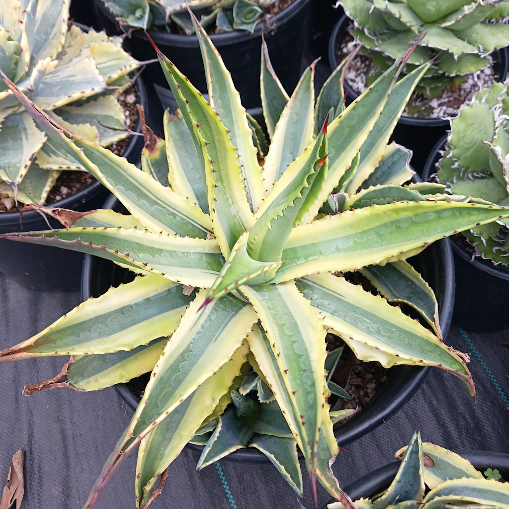 Agave cornelius