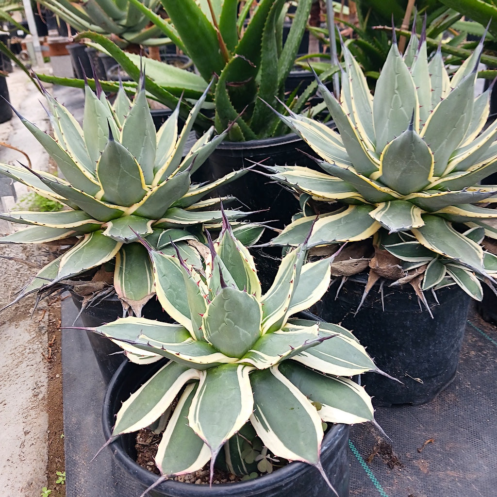 Agave 