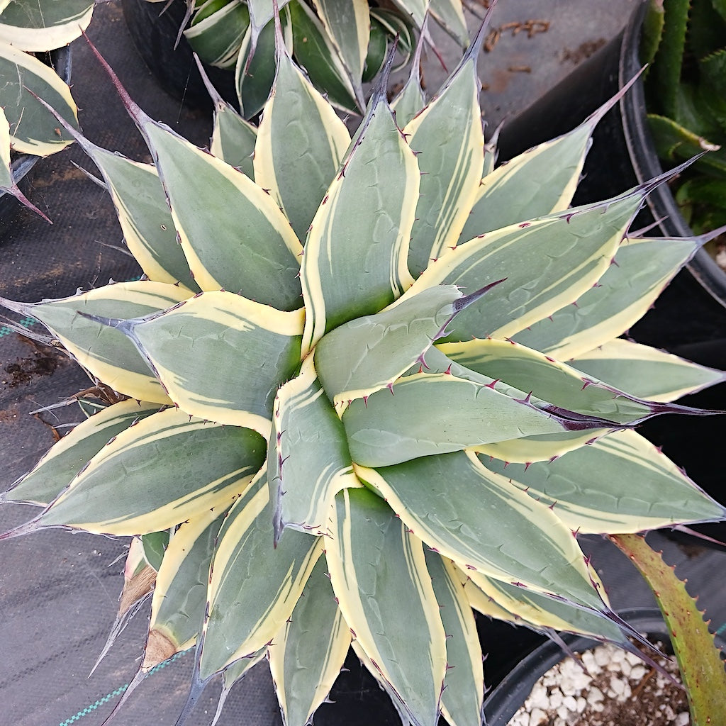 Agave "Cream Spike" - 2ga
