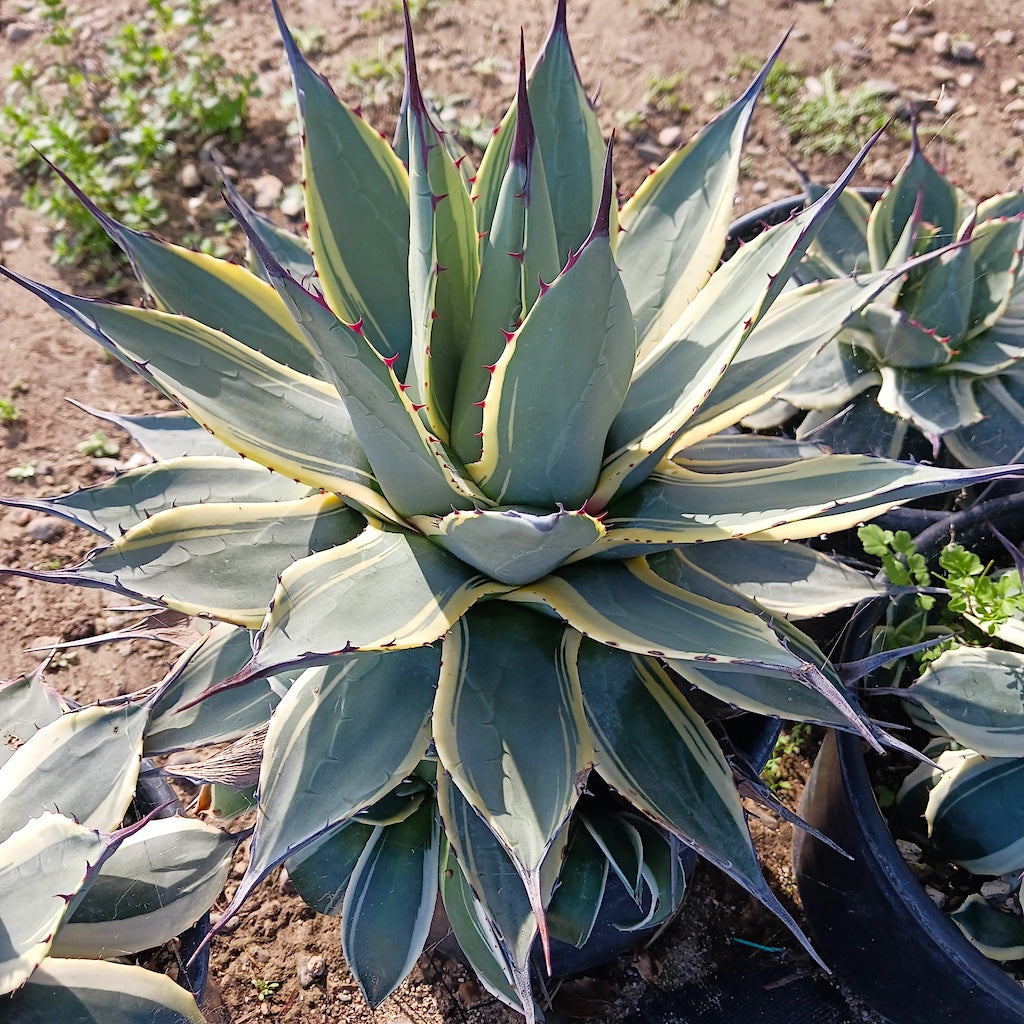 ✨️サンメリのAgave【憧れの✨️ピンキー✨️】 Agave 