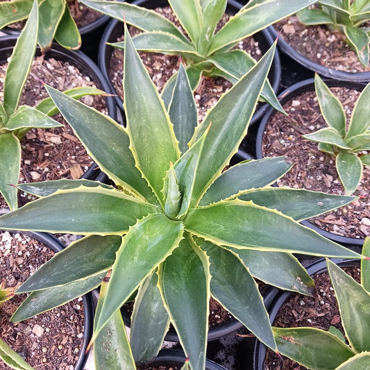 Agave desmetiana variegated - 1ga