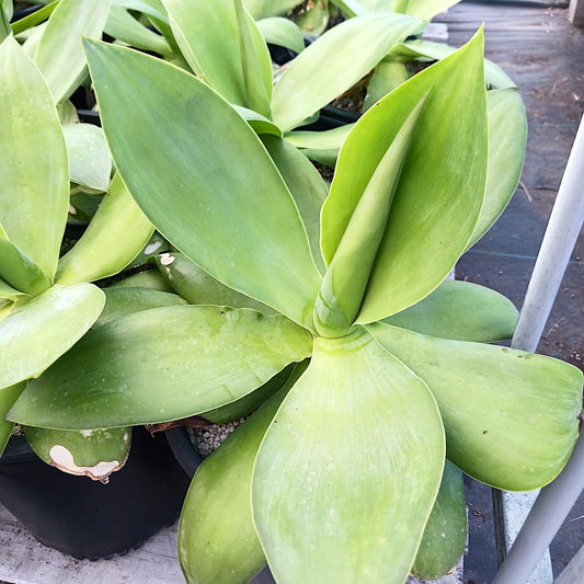 Agave ellemeetiana "Satina" - 5ga