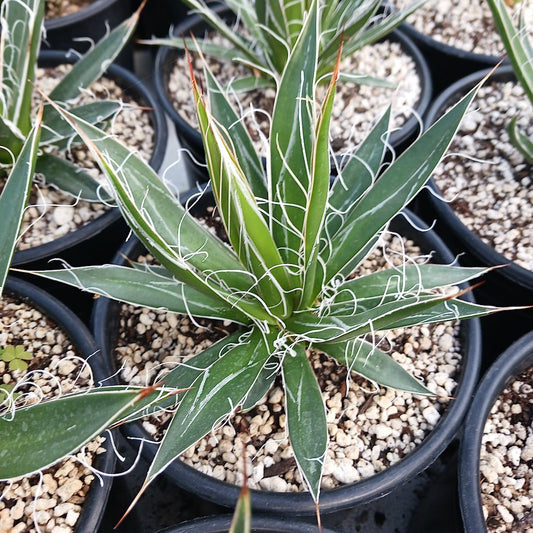 Agave filifera