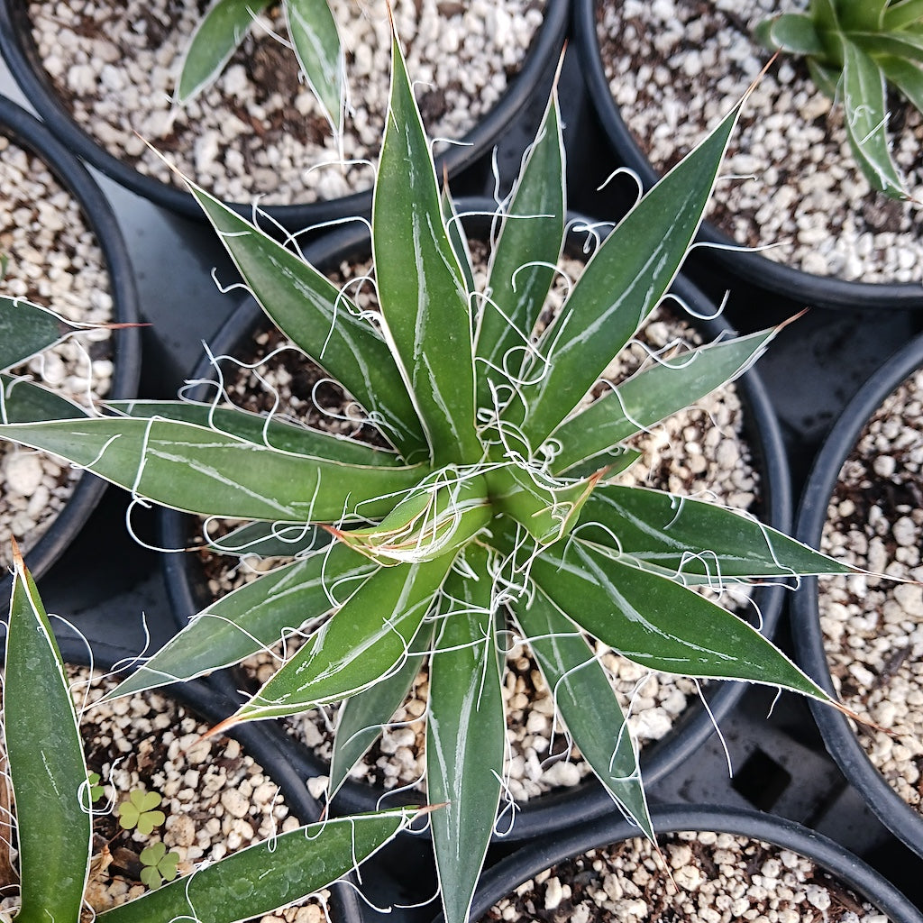 Agave filifera