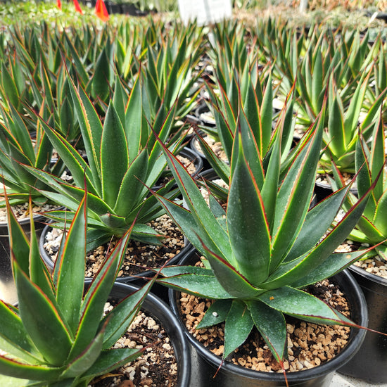 Agave 