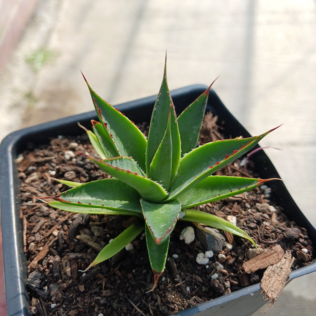 Agave "Green Glow"