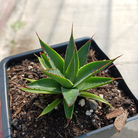 Agave "Green Glow"