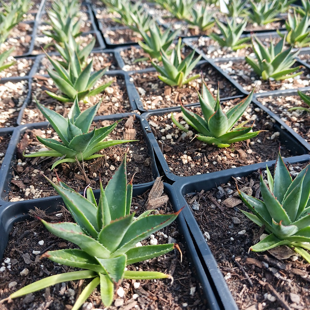 Several young Agave "Green Glow" in 4in pots