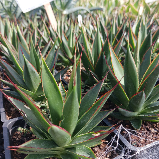Agave "Green Glow" in 4in pots