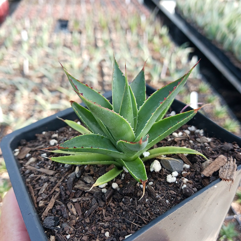 Agave "Green Glow"