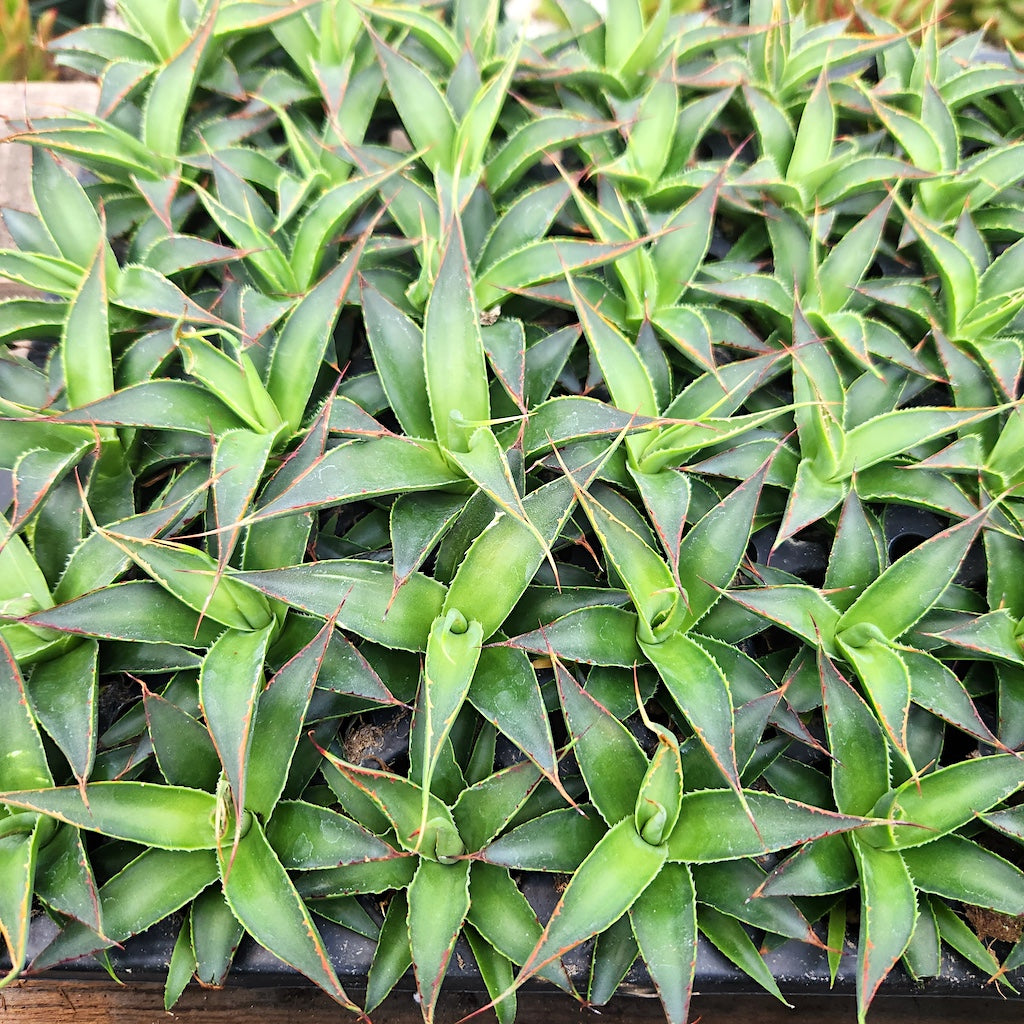 Agave "Green Glow" tray of young plants