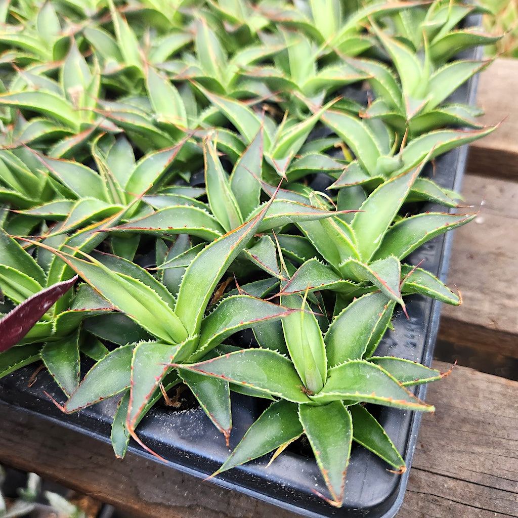 Agave "Green Glow" tray of young plants