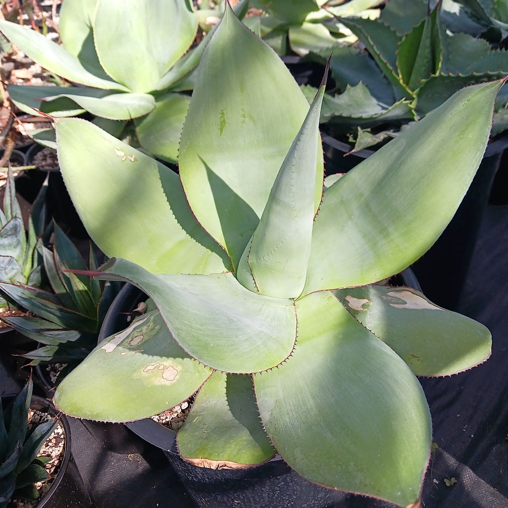 Agave gypsicola (White Maguey)