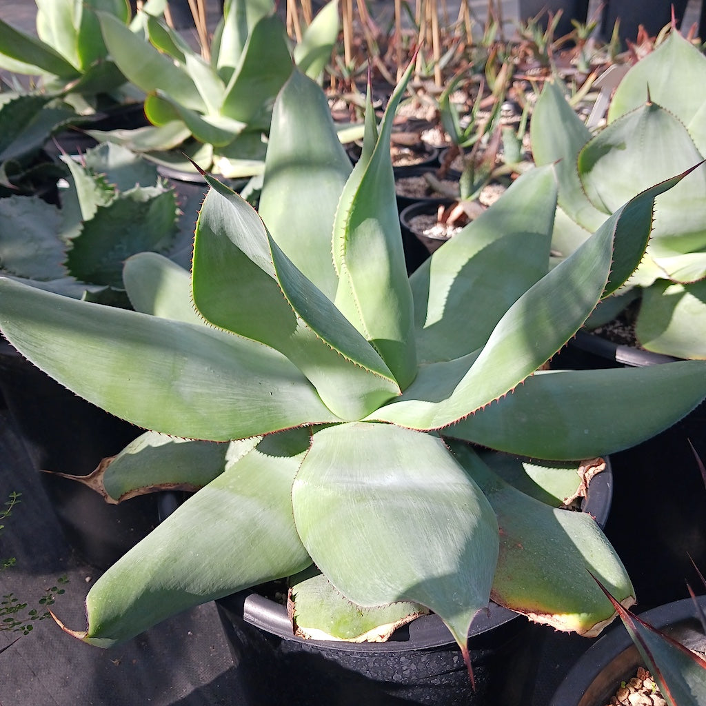 Agave gypsicola (White Maguey)
