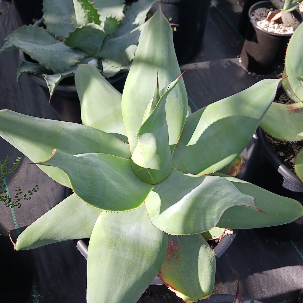 Agave gypsicola (White Maguey)