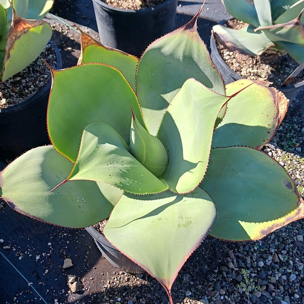 アガベ　ジプシコラ Agave gypsicola - 5ga – dryoasisplants