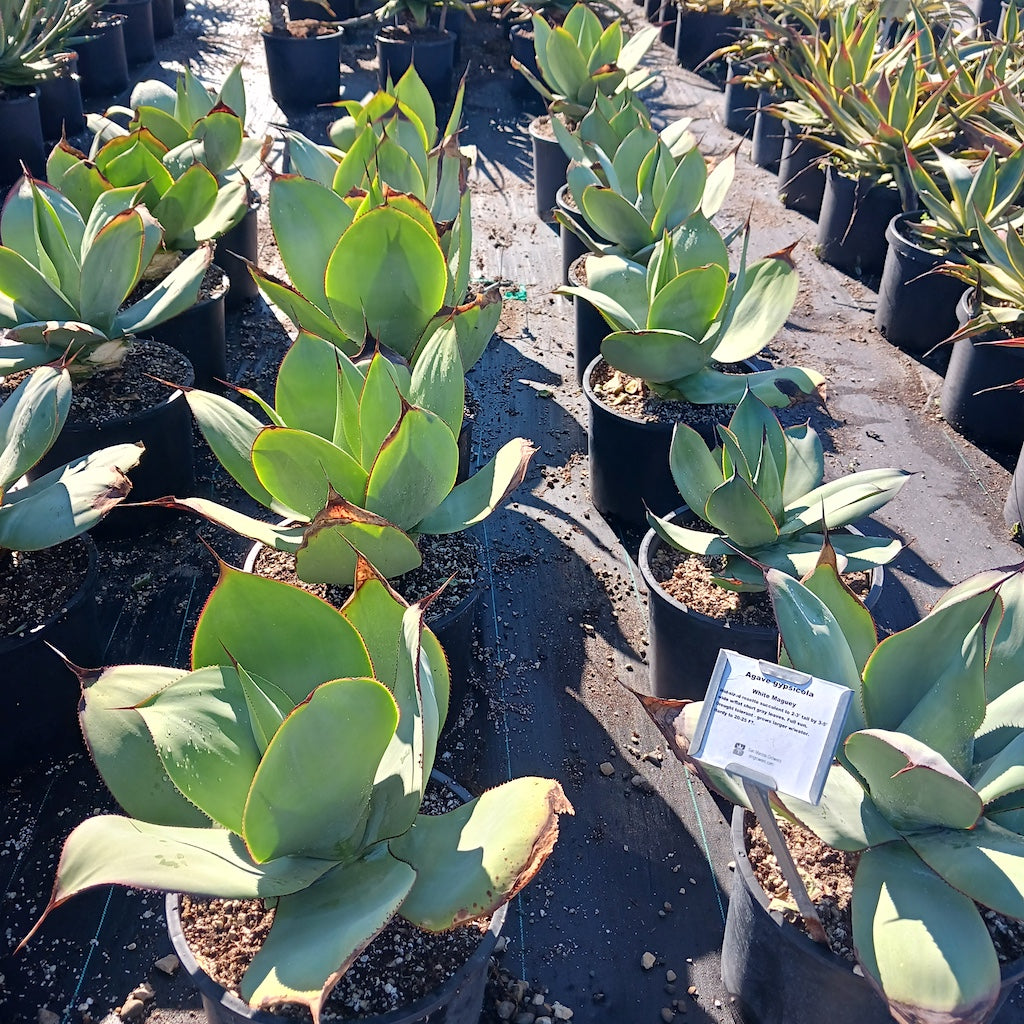 Large Agave gypsicola growing at SMG