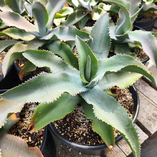 Agave gypsophila 