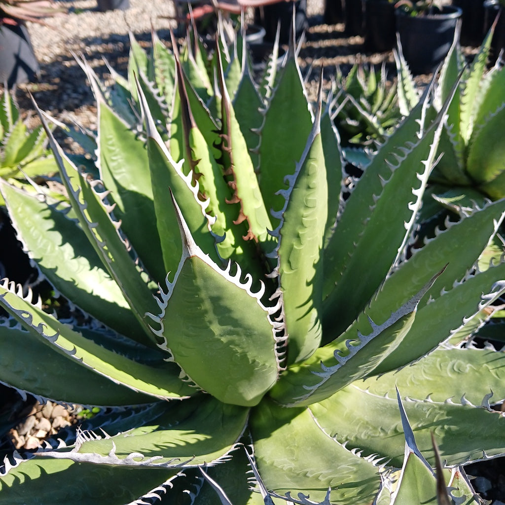 Agave horrida