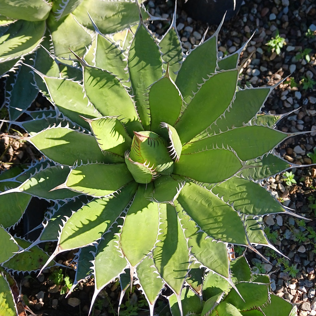 Agave horrida