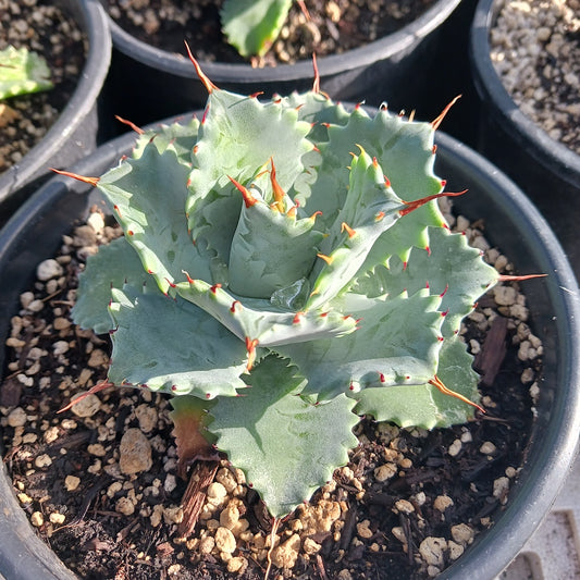 Agave Isthmensis
