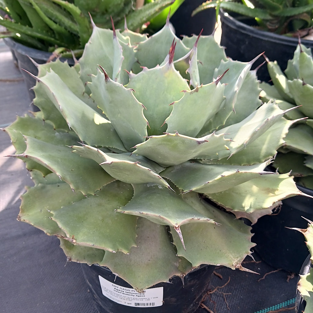 Agave isthmensis