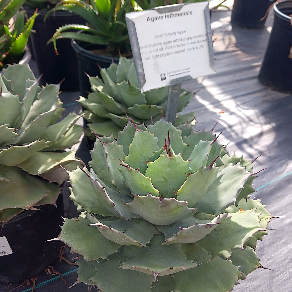 Agave isthmensis - 2ga – dryoasisplants