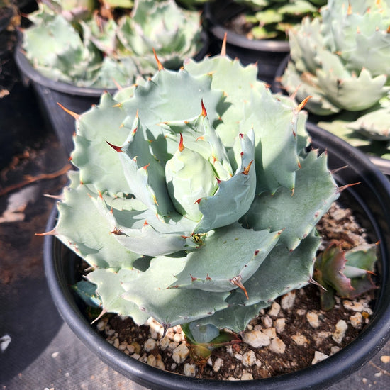 Agave isthmensis
